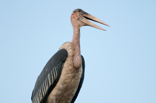 Marabu