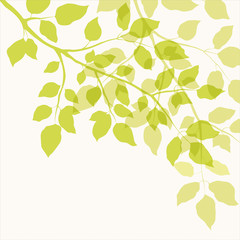 Branch with green leaves - 49952306