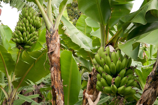 Kochbanane