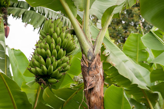 Kochbanane, Matoke