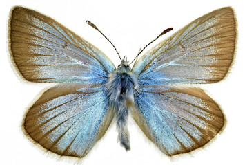 Plakat Izolowane Damon Błękitny motyl samodzielnie na białym tle
