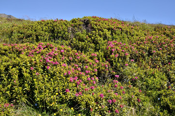 Fototapeta na wymiar Flower Alpenrose w Alpach francuskich