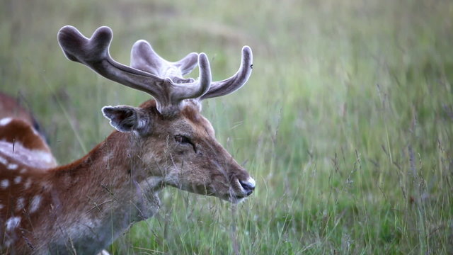fallow deear grazing