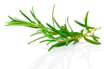 Twig of rosemary on a white background