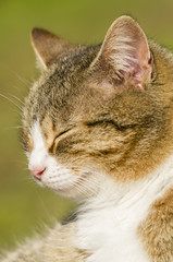 Closeup of a sleeping cat