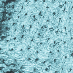 insect wing detail texture