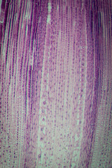 micrograph plant root tip tissue cell
