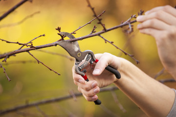 Fototapeta premium Pruning fruit tree - Cutting Branches at spring