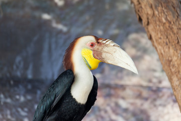 Fototapeta premium Wreathed hornbill, bird