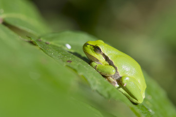 Tree frog Hyla arborea