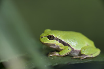 Tree frog Hyla arborea