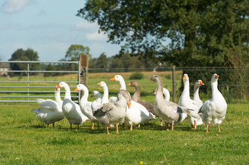 Gooses in grass fields