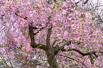 Cherry blossoms. Spring landscape.