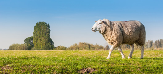 Male sheep looking around