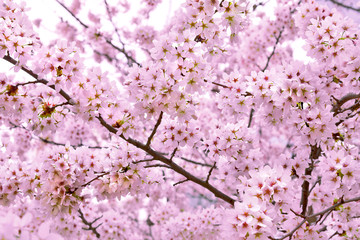 A branch of a cherry. Spring landscape.