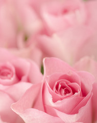 pink roses.
