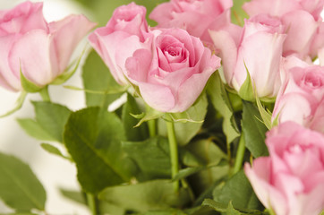 Closeup of pink roses.
