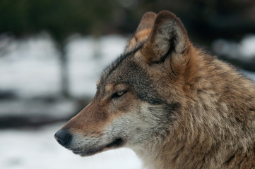 gray wolf (Canis lupus)