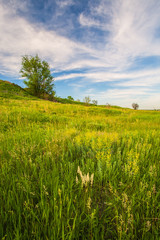 Fototapeta premium Meadow with green grass and blue sky