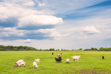 grazing sheep and goats