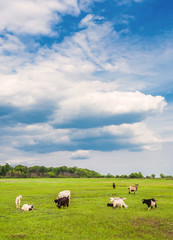 Obraz premium grazing sheep and goats