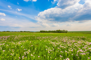 Meadow with green grass and blue sky