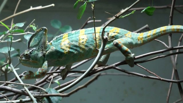 Jemen-Cham&auml;leon