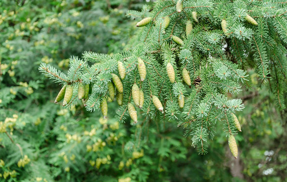 big branch of fir tree with lots of unripe cones