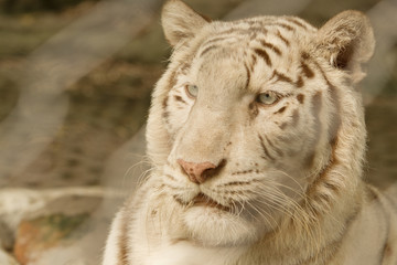 Close up albino tiger face
