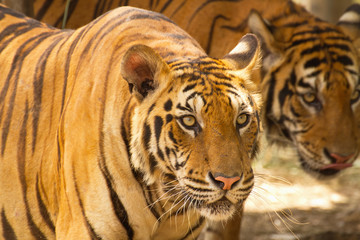 Two tigers in the jungle