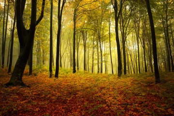 Foggy autumn day intot he forest