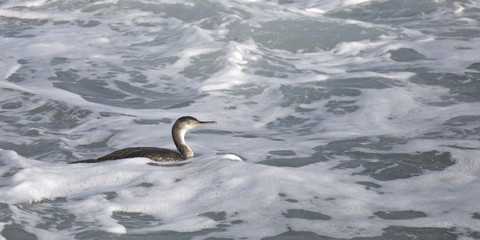 Cormorano 5 © Silvio