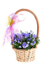 blue bellflowers