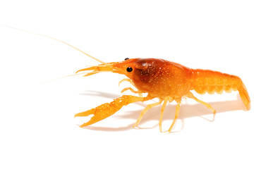 crayfish isolated on white background