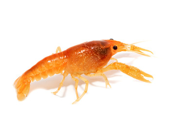 crayfish isolated on white background