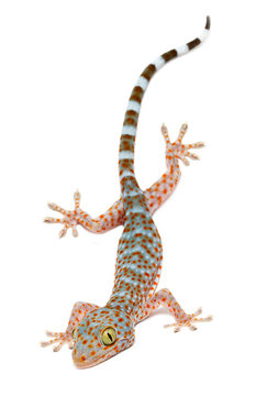 young gecko on white background.