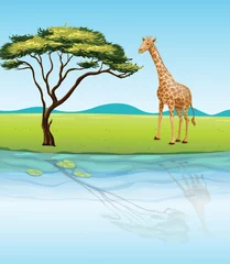 Papier Peint photo autocollant Rivière, lac Une girafe au bord de la rivière