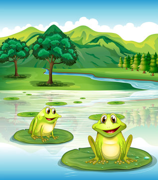 Two frogs above the waterlilies