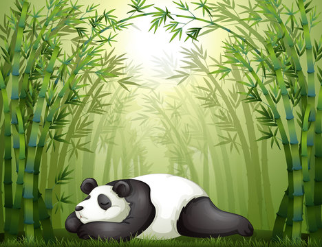A panda sleeping between the bamboo trees