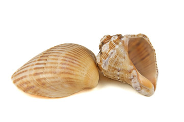 Two seashells over white background