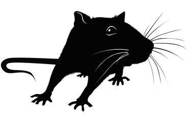 Rats of the mouse rodents animals cheese