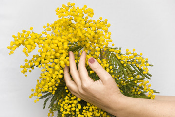 mimosa-in-hands