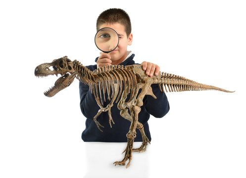 Little child examining dinosaur skeleton isolated