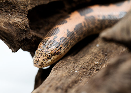 Kenyan Sand Boa