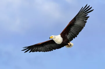 Abwaschbare Fototapete Adler Afrikanischer Fischadler