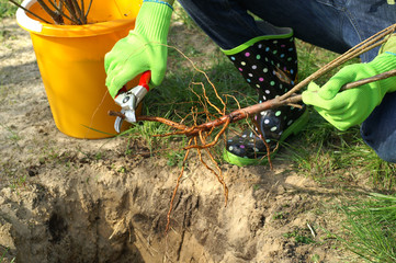 Planting - root pruning secateurs © 7monarda