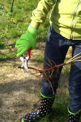 Planting - root pruning secateurs