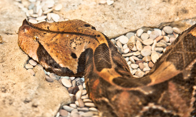 Gaboon Viper , Bitis gabonica, Indonesia.