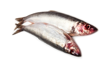 Fototapeta premium Fresh herrings isolated on a white studio background.
