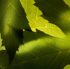 Macro photo of green leaves